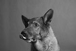 Alf, 10, Schnüffler Alf, 10, Schnüffler